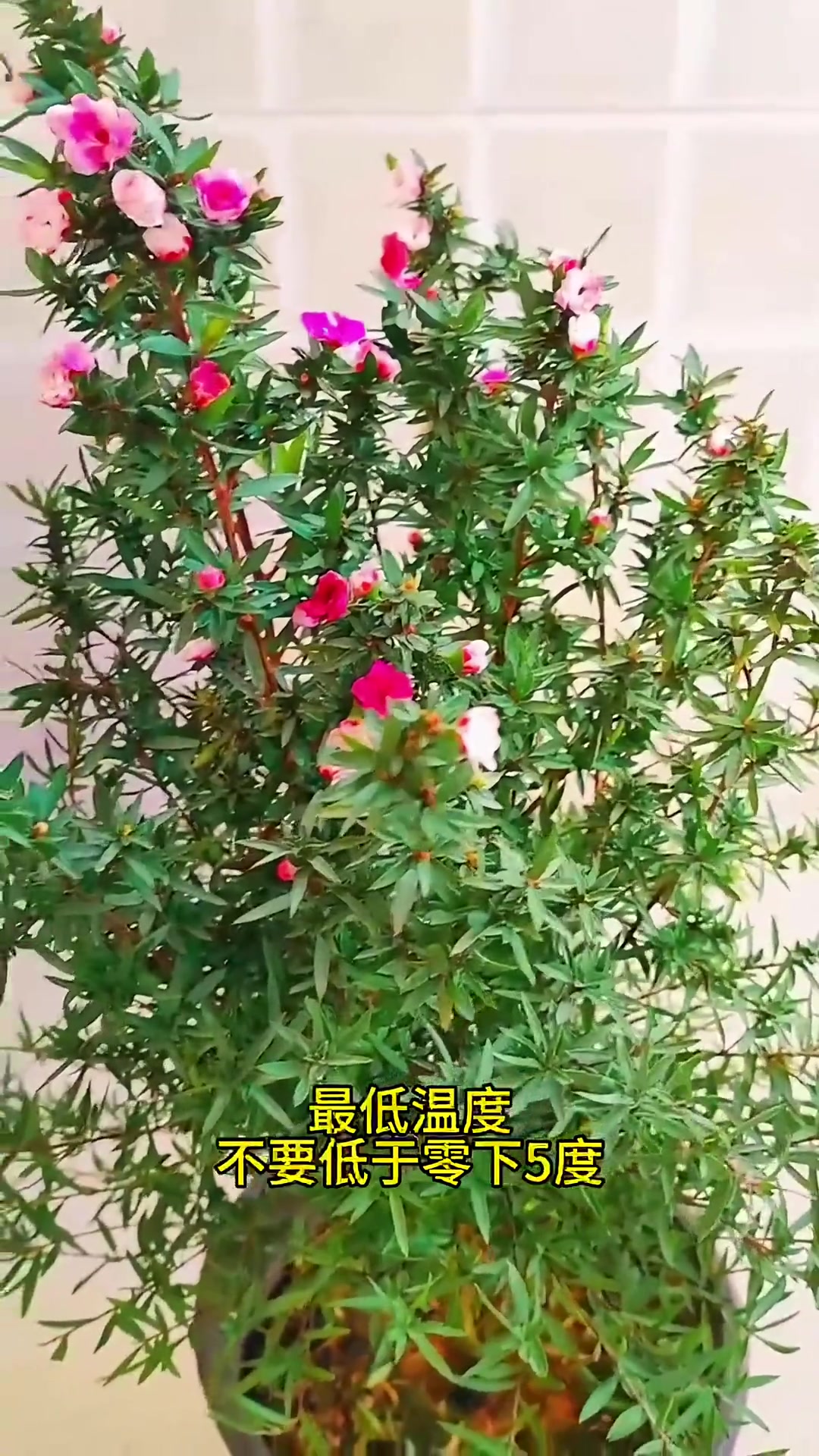 松红梅的养殖方法