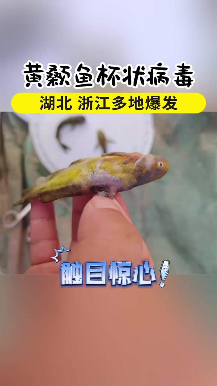 第35集|湖北、浙江多地爆发黄颡鱼杯状病毒