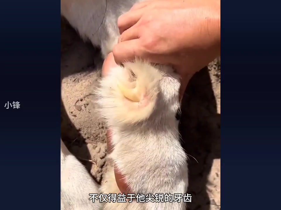 老虎的爪子竟如此锋利!