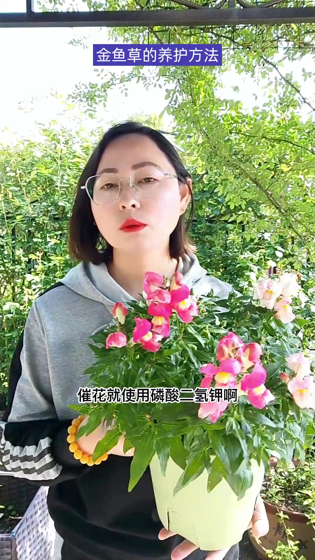 金鱼草这样养,保证有花看