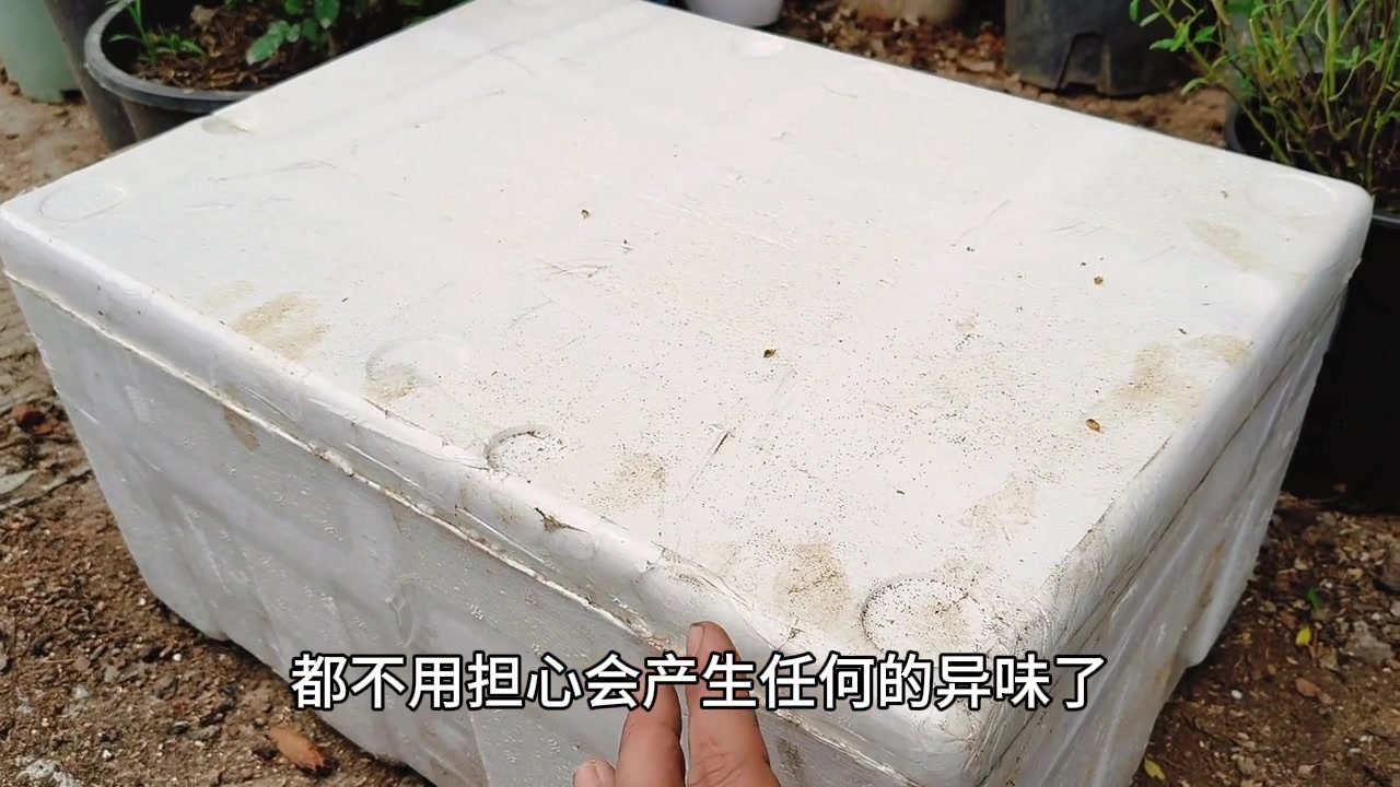 自制鱼肠肥后续总结之咖啡渣妙用