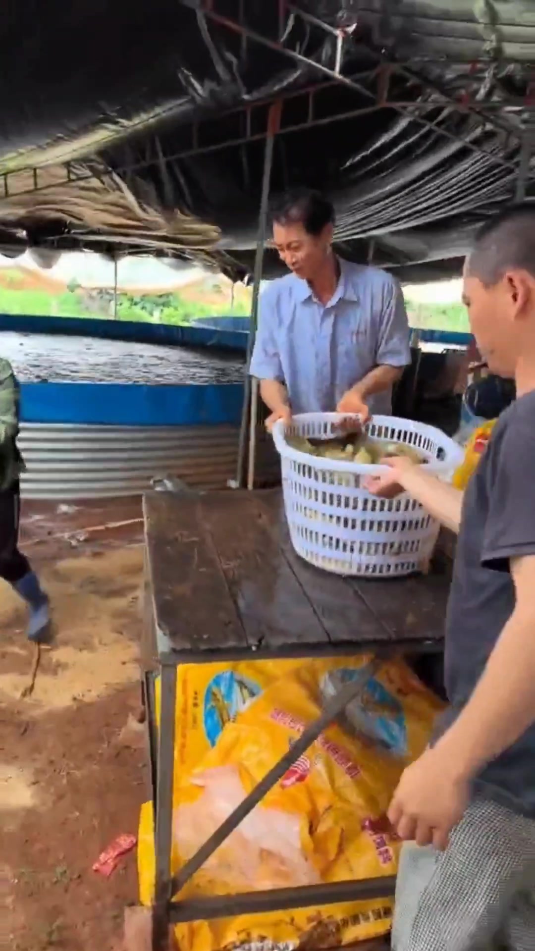 高密度水产养殖鱼池