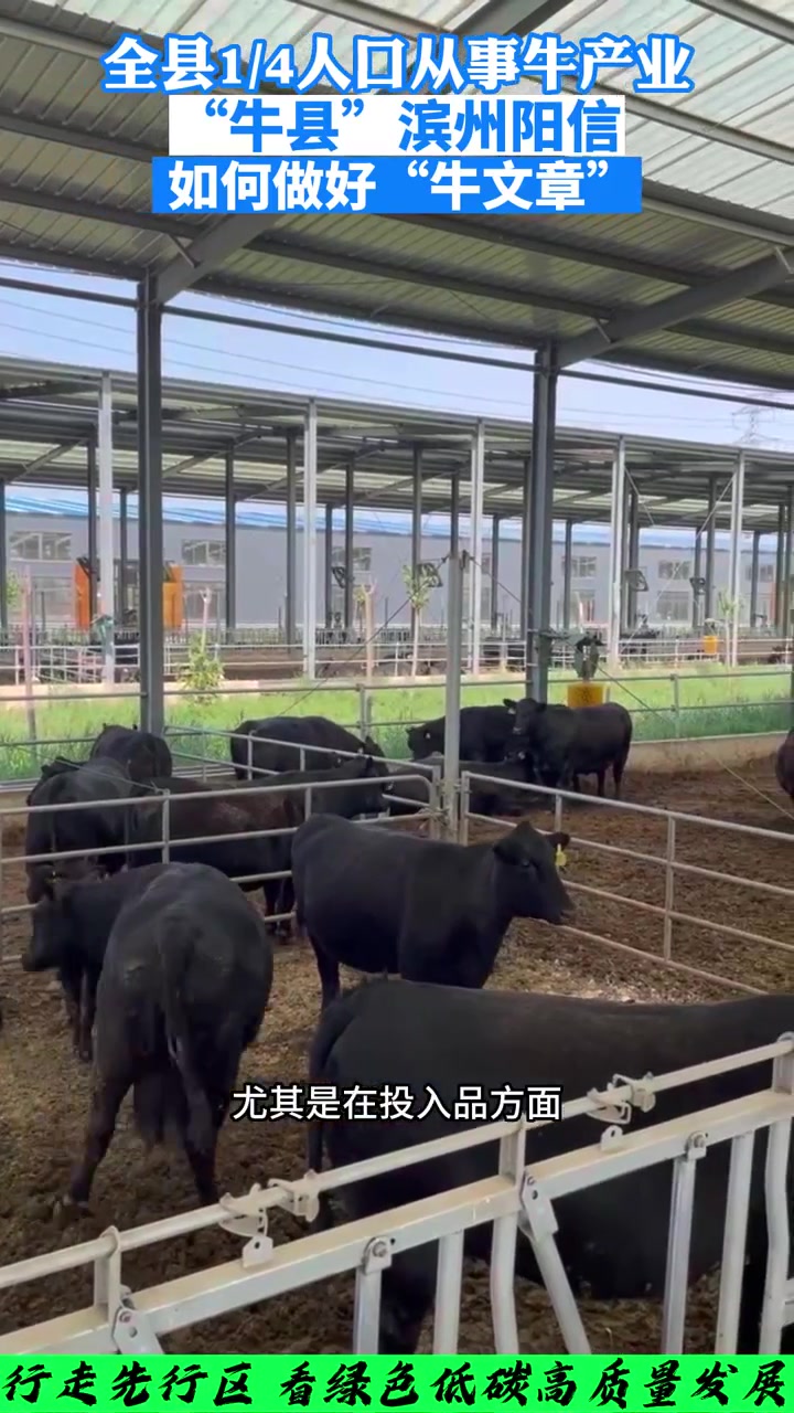 行走先行区丨滨州阳信:“牛”县里的“牛文章”