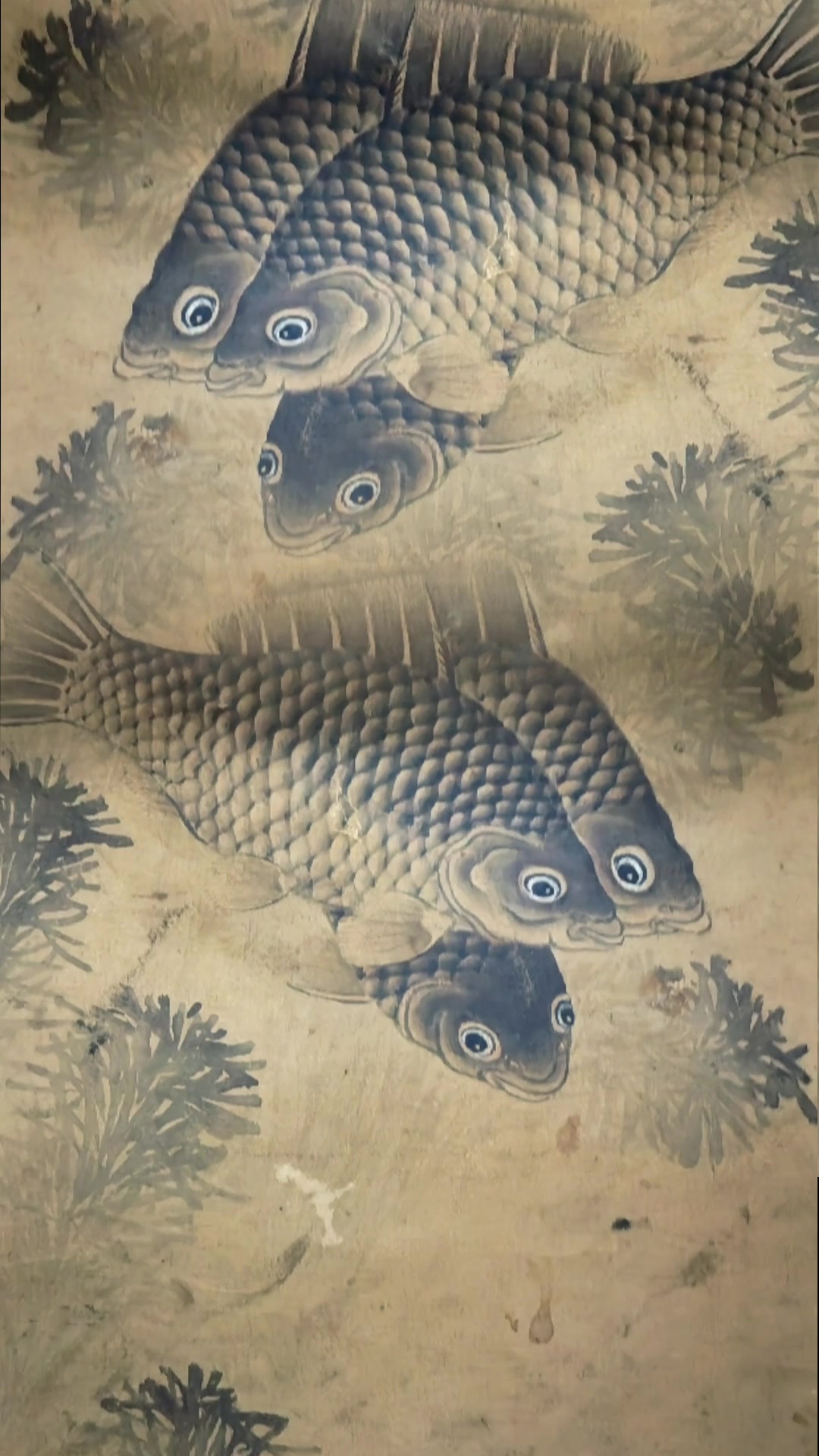 #鱼藻图#年年有鱼#祝大家年年有鱼#时来运转#招财鱼