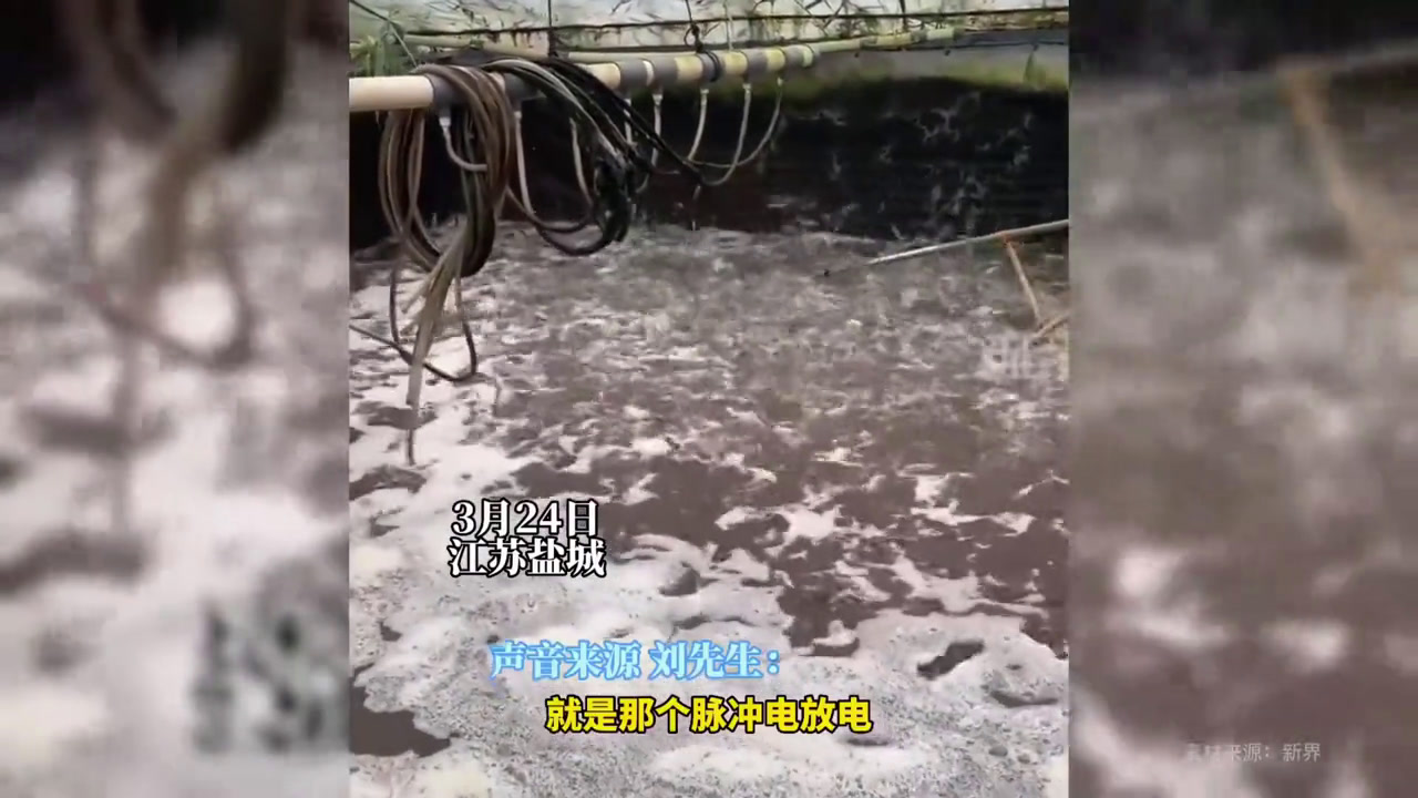 养殖户用电脉冲捕虾,跳起来后不容易踩到它们