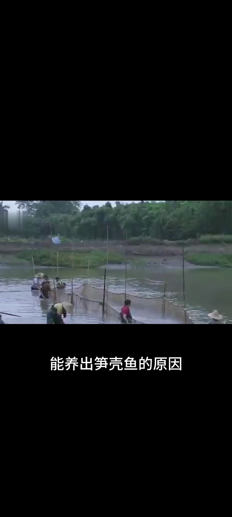 80元/斤的温水鱼——笋壳鱼,未来有可能在北方养出来?