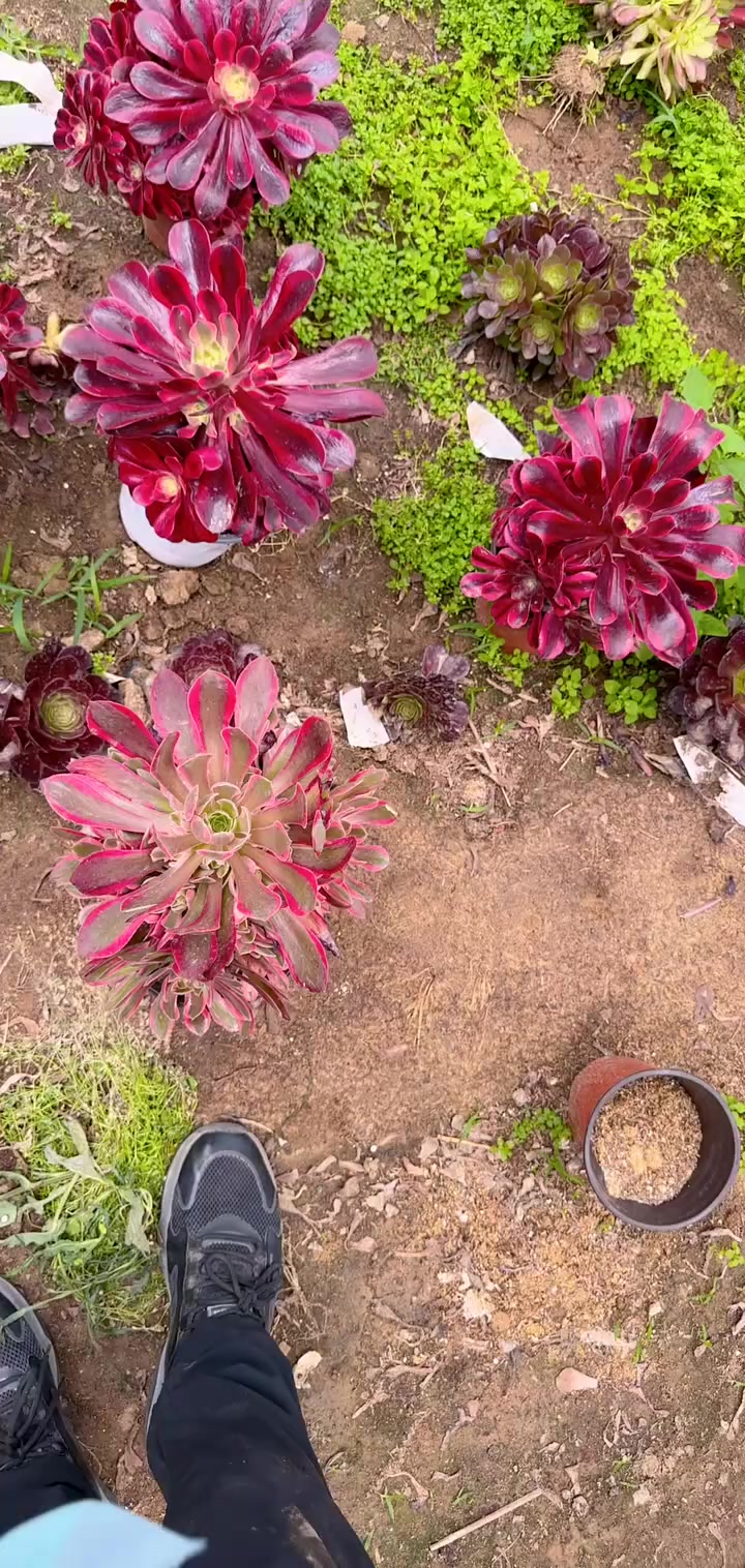 我推荐了 多肉植物莲花掌系列舞天姬大老桩,快来看看!