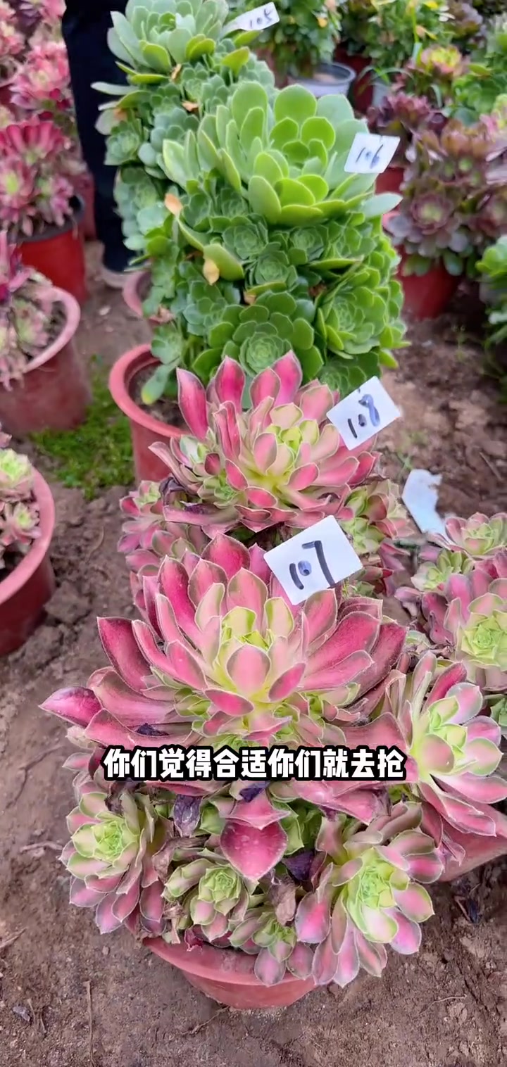 多肉植物莲花掌系列舞天姬大老桩宝宝们抓紧时间抢购吧!