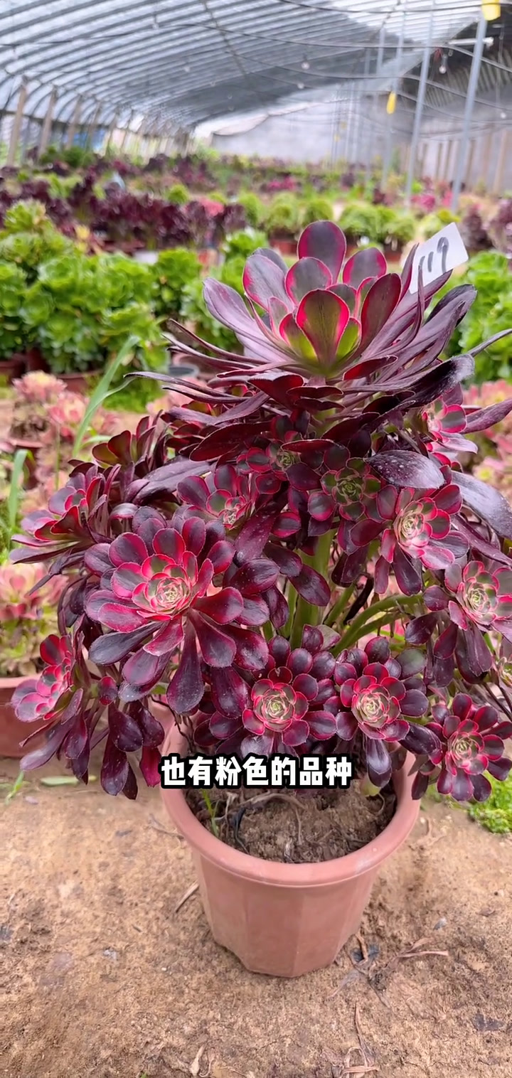 家人们冲啊!买它买它!多肉植物莲花掌系列舞天姬大老桩