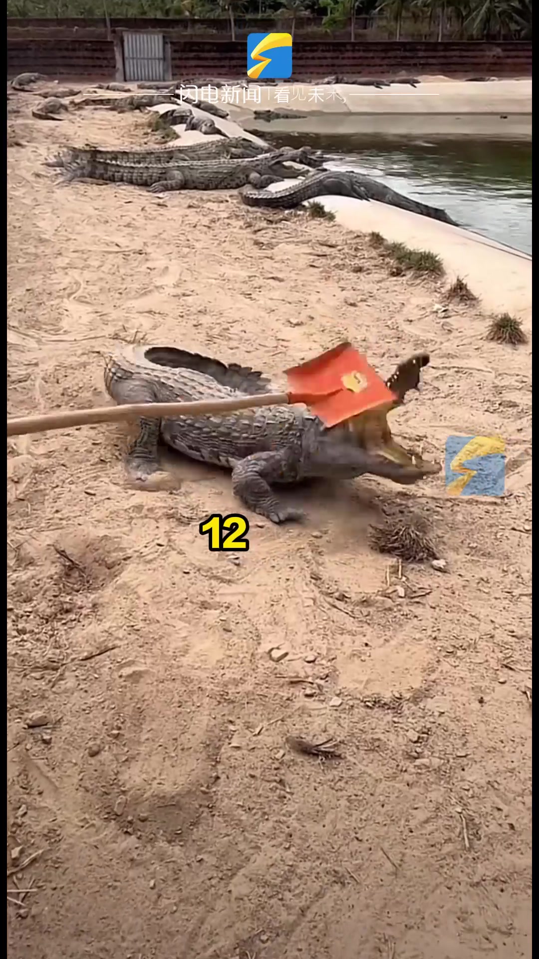 鳄鱼养殖基地的“犟种”鳄鱼是真犟 其他鳄鱼1下就跑 它生生挨了19下 鳄鱼:鼻子酸酸的