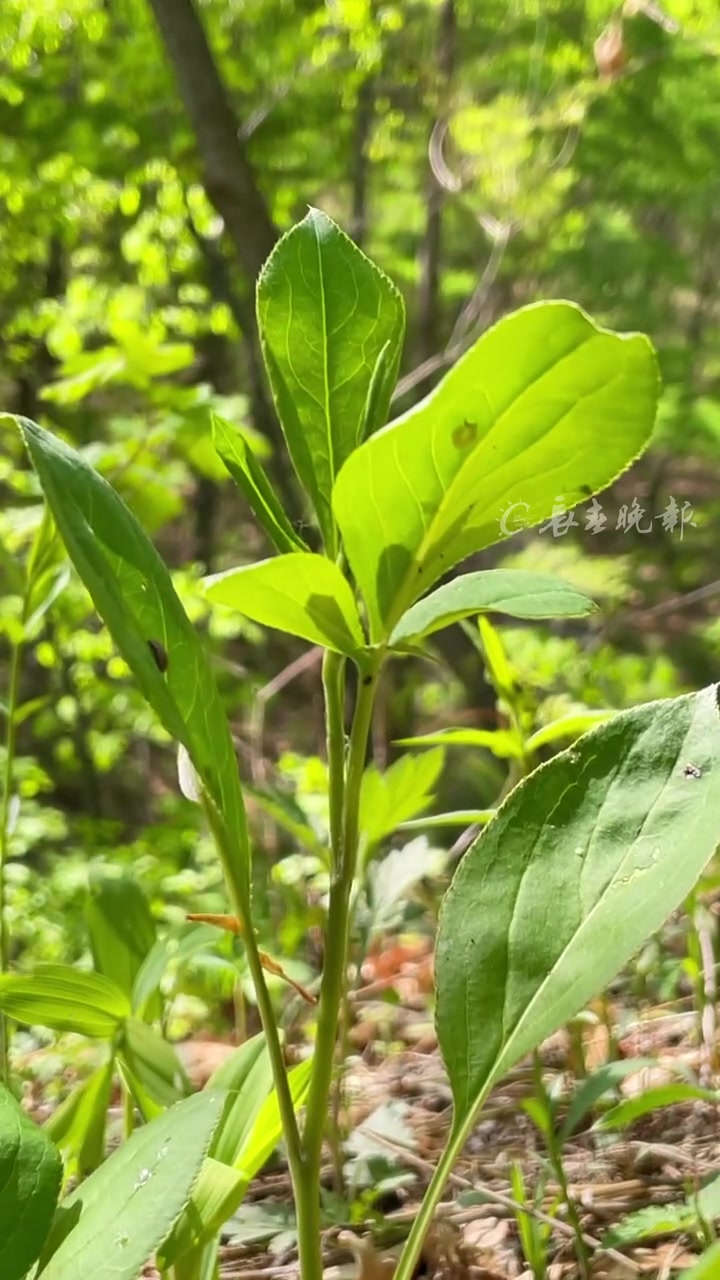 专属于东北人的山野菜合集来啦 你认识几种?