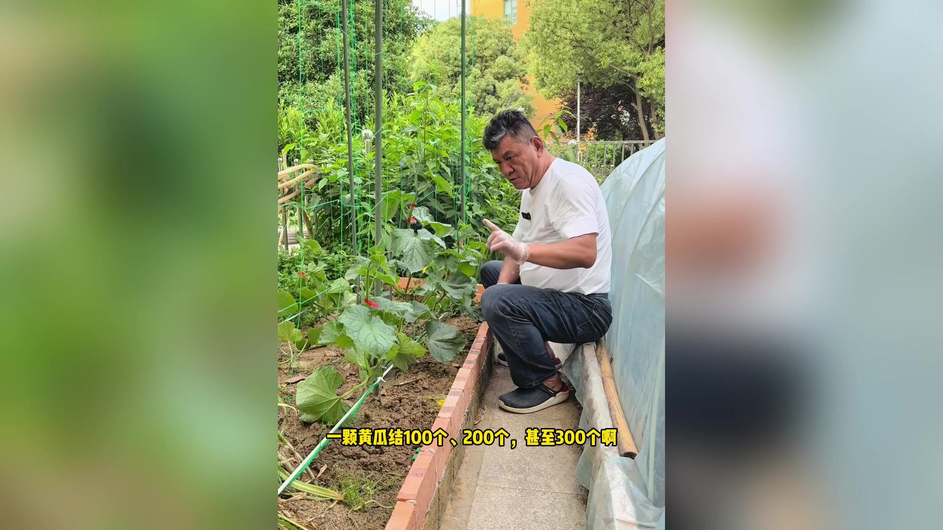 家庭菜园黄瓜整枝方法