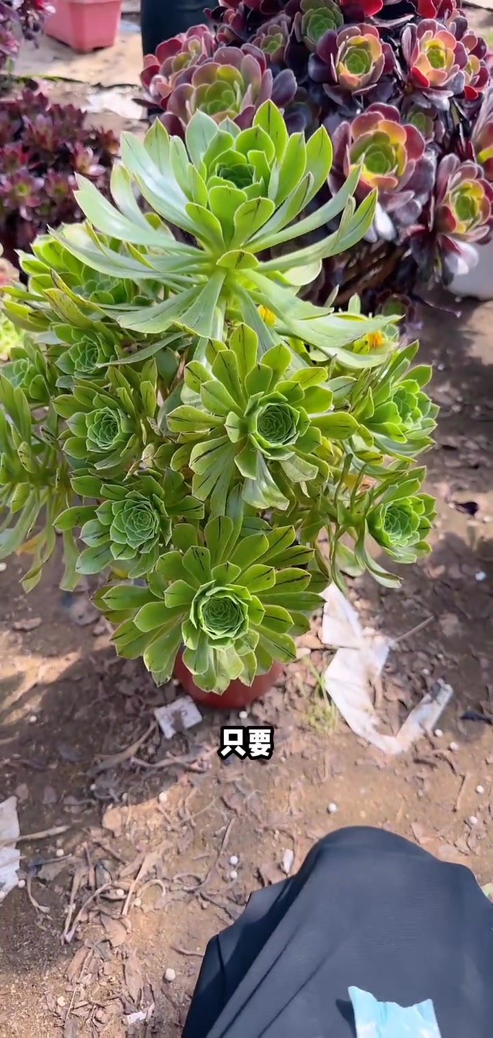 家人们冲啊!买它买它!多肉法师