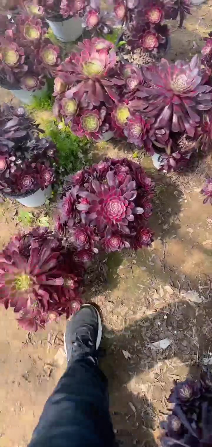多肉植物莲花掌系列舞天姬大老桩宝宝们抓紧时间抢购吧!