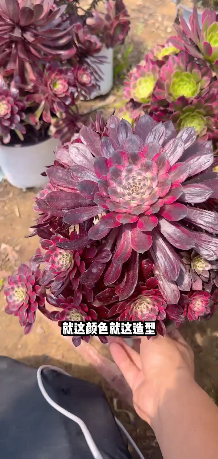 家人们冲啊!买它买它!多肉植物莲花掌系列舞天姬大老桩