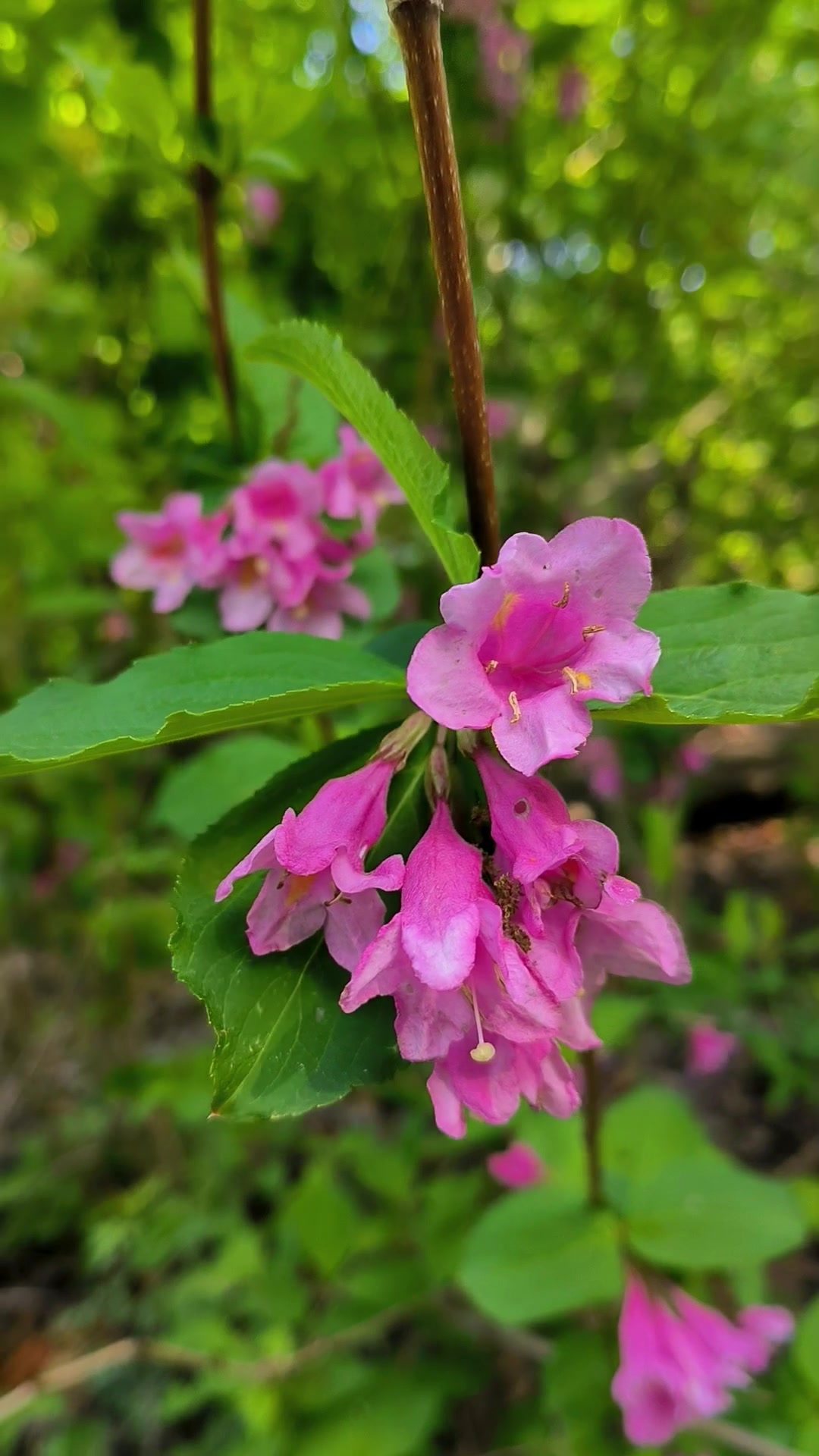 采摘野山菜和欣赏大自然美景,吹这蒲公英回想这童年的快乐。