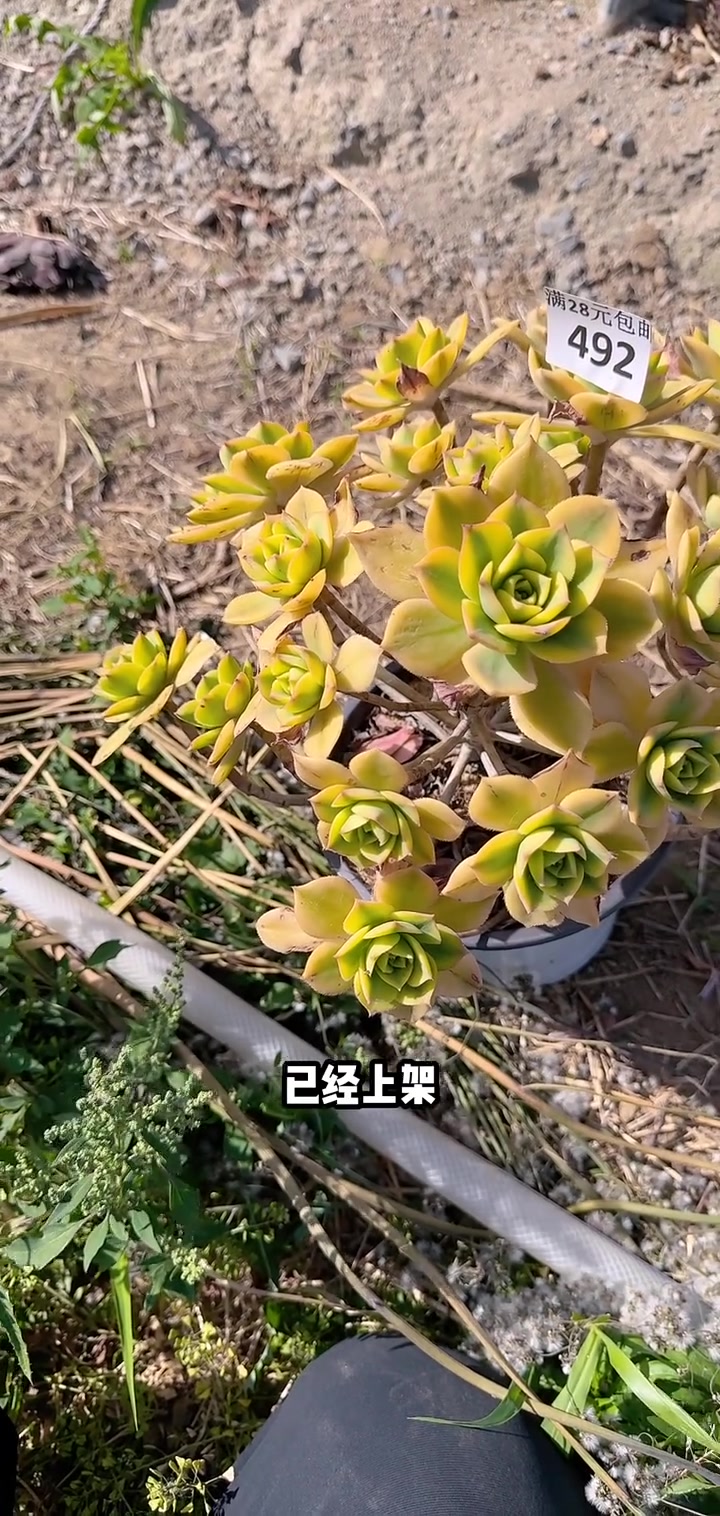 家人们冲啊!买它买它!老桩多肉仙女杯2棵包邮