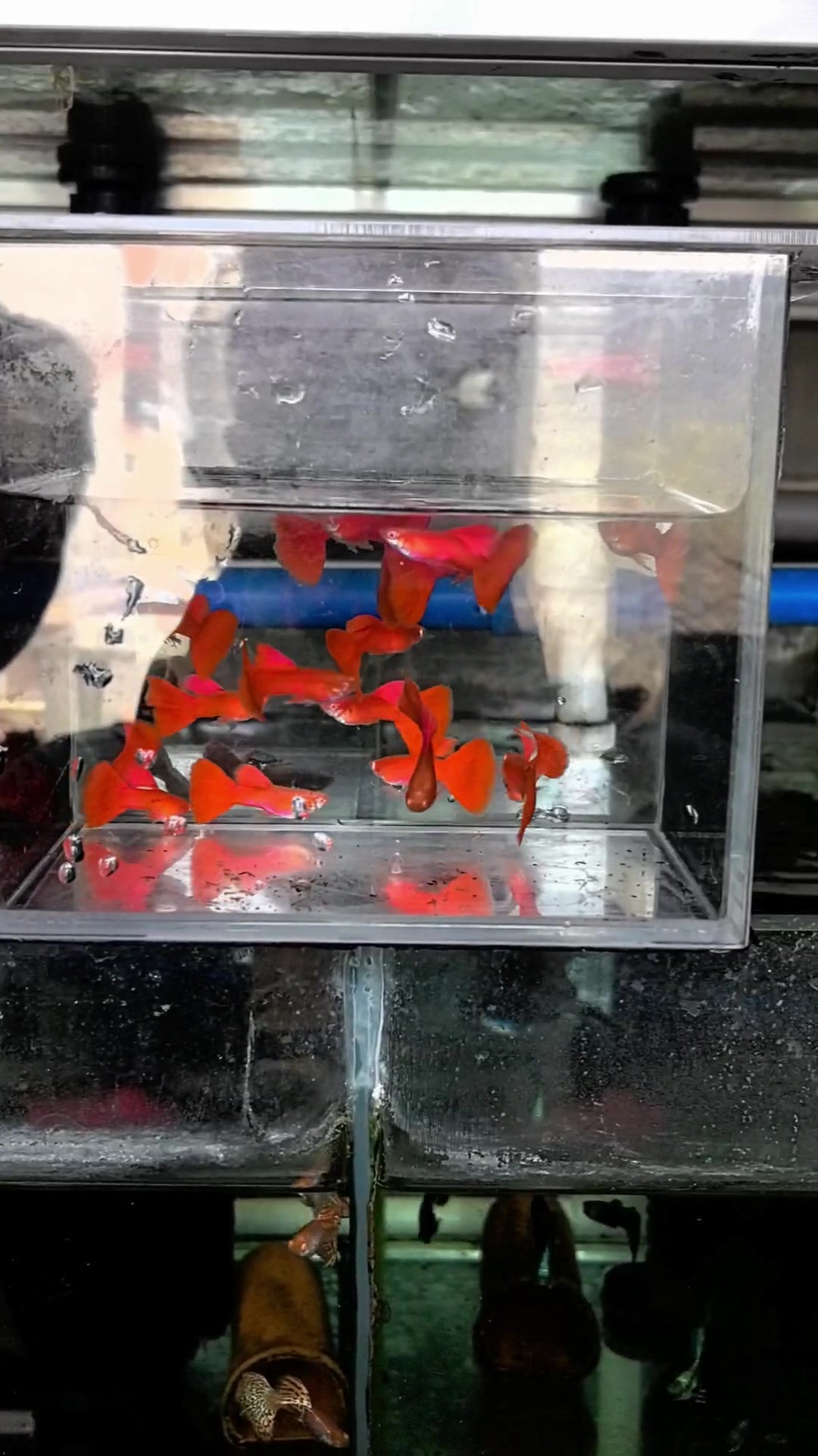 高品质血红孔雀鱼