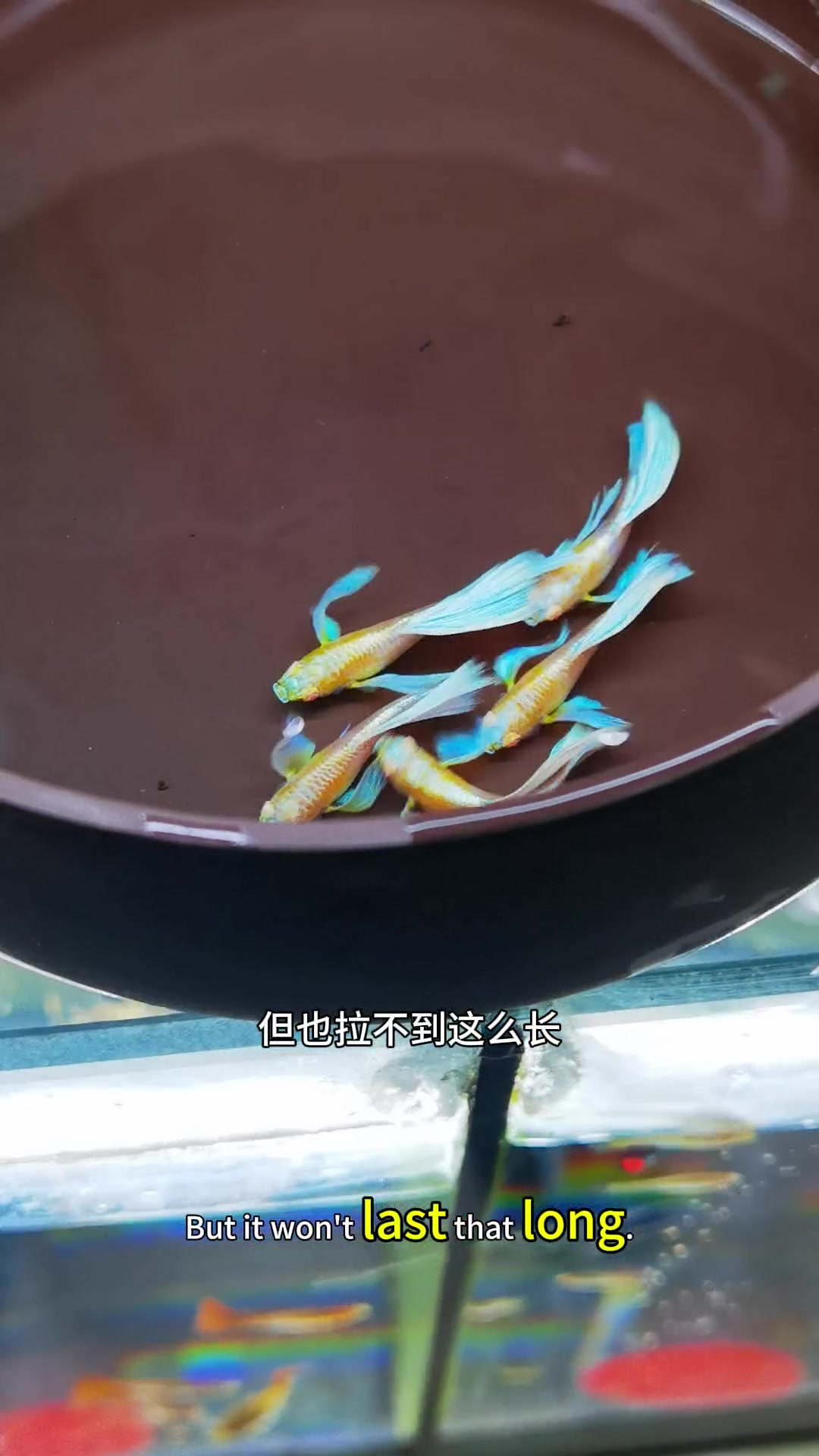 观赏角度孔雀鱼真的很全面