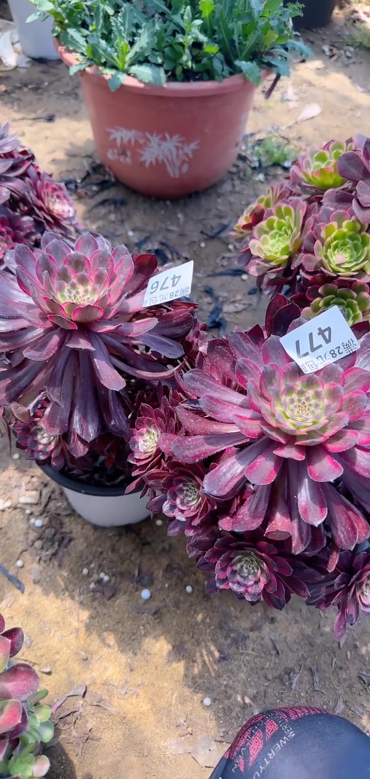 家人们冲啊!买它买它!老桩多肉仙女杯2棵包邮