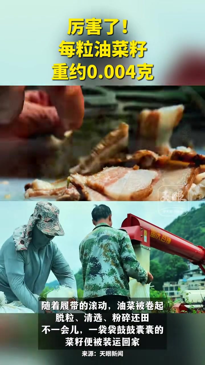 厉害了!每粒油菜籽重约0.004克(记者/制作:董桂 素材来源:长顺融媒)