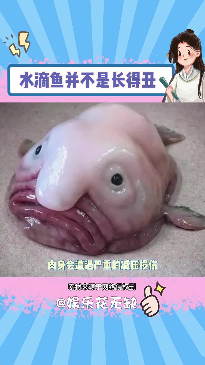 其实水滴鱼并不是长得丑