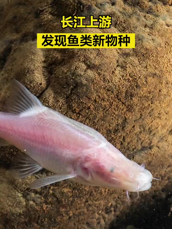 「长江上游发现新物种」科研人员在长江上游乌江流域一溶洞地下河进行野外调查时,发现一鱼类新物