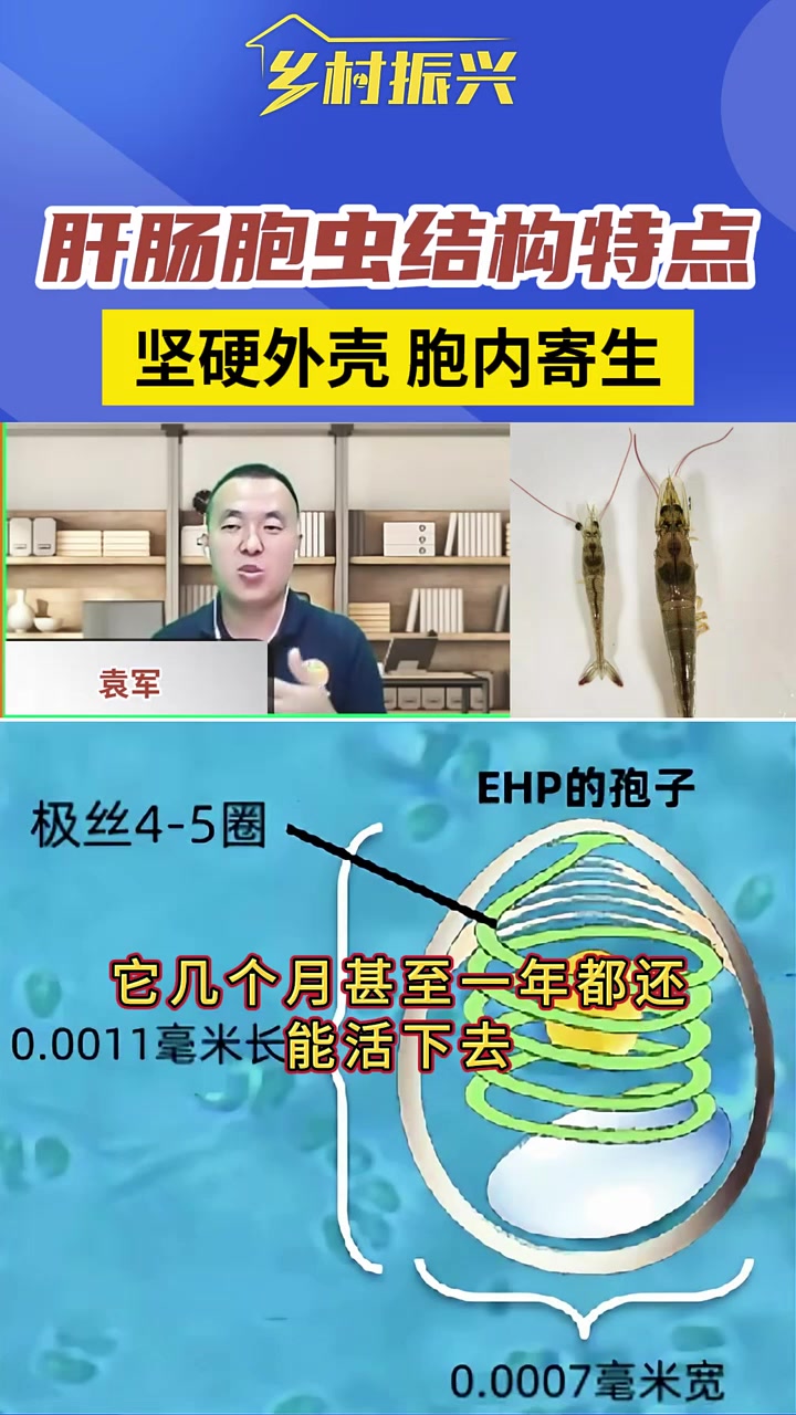 第100集|坚硬外壳,细胞内寄生,这些结构特点让对虾肝肠胞虫很难处理