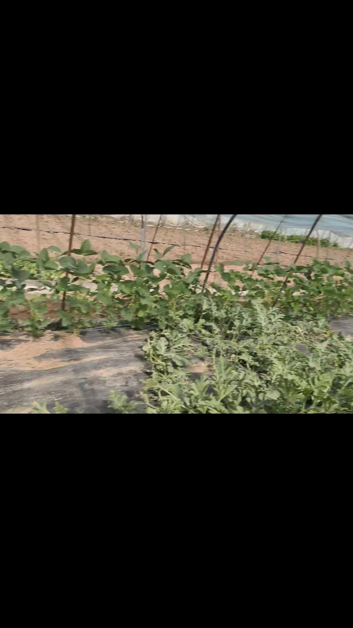 陪娃娃园中采摘蔬菜瓜果,宝宝好开心的。