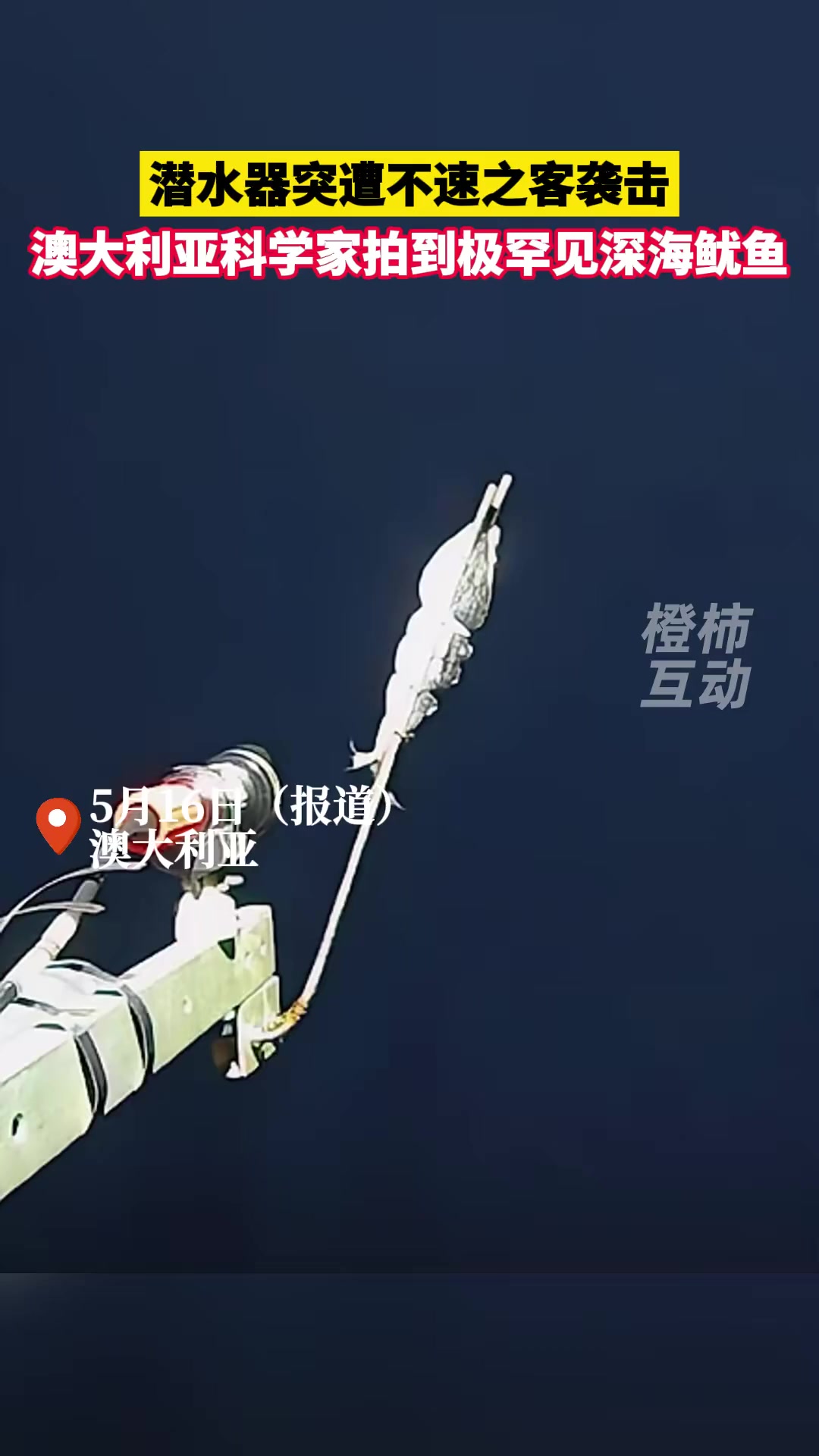 潜水器突遭不速之客袭击,澳大利亚科学家拍到极罕见深海鱿鱼 深海鱿鱼