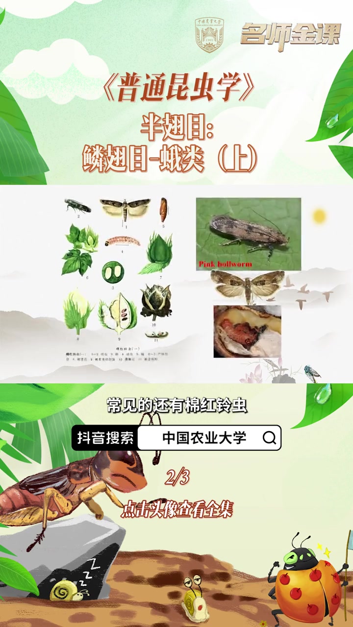 《普通昆虫学》5.3.9-2半翅目:鳞翅目-蛾类(上)知识领航者