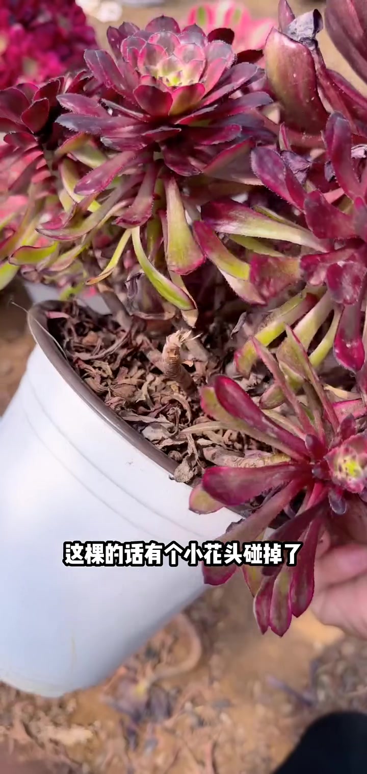 家人们冲啊!买它买它!多肉植物莲花掌系列舞天姬大老桩