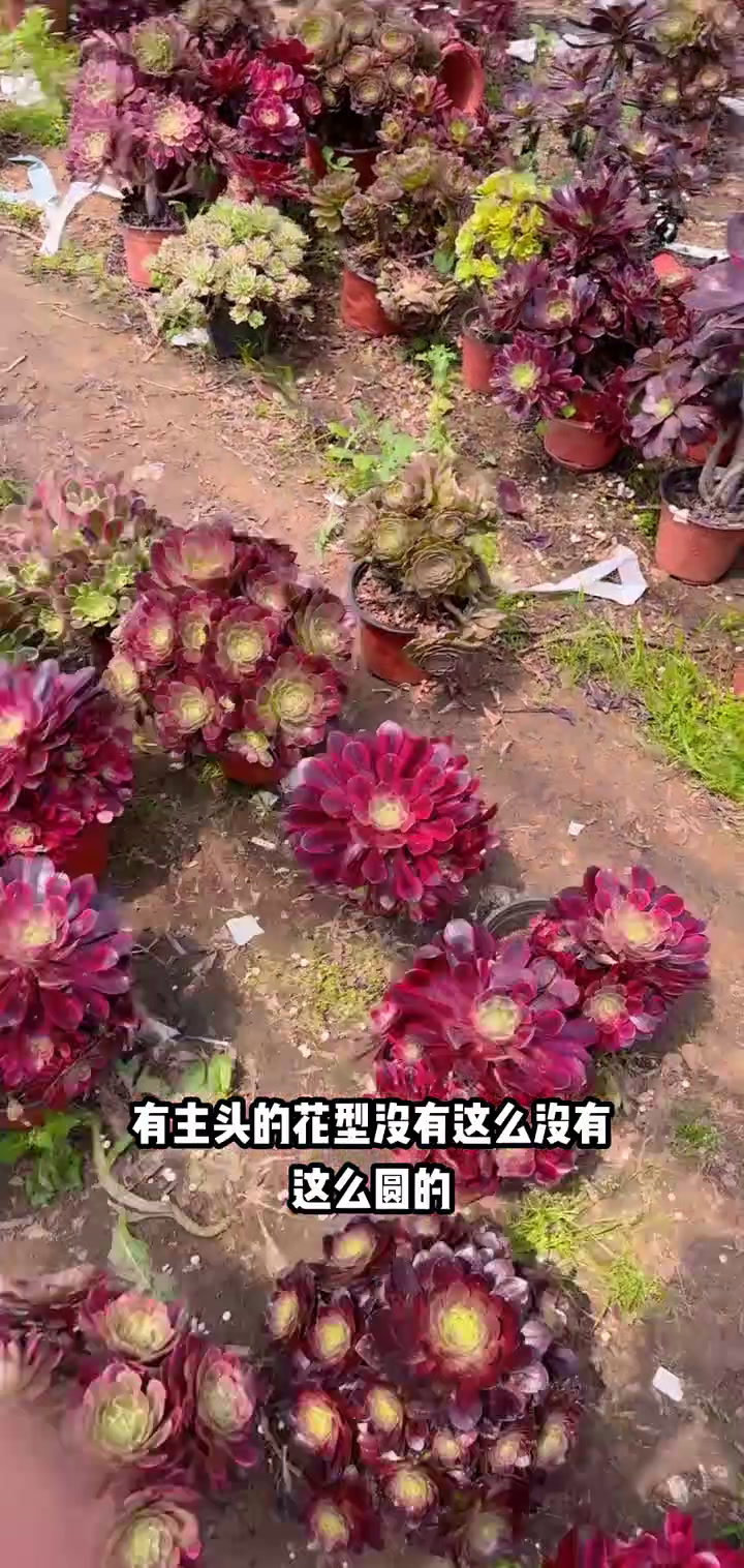 我推荐了 老桩多肉仙女杯2棵包邮,快来看看!