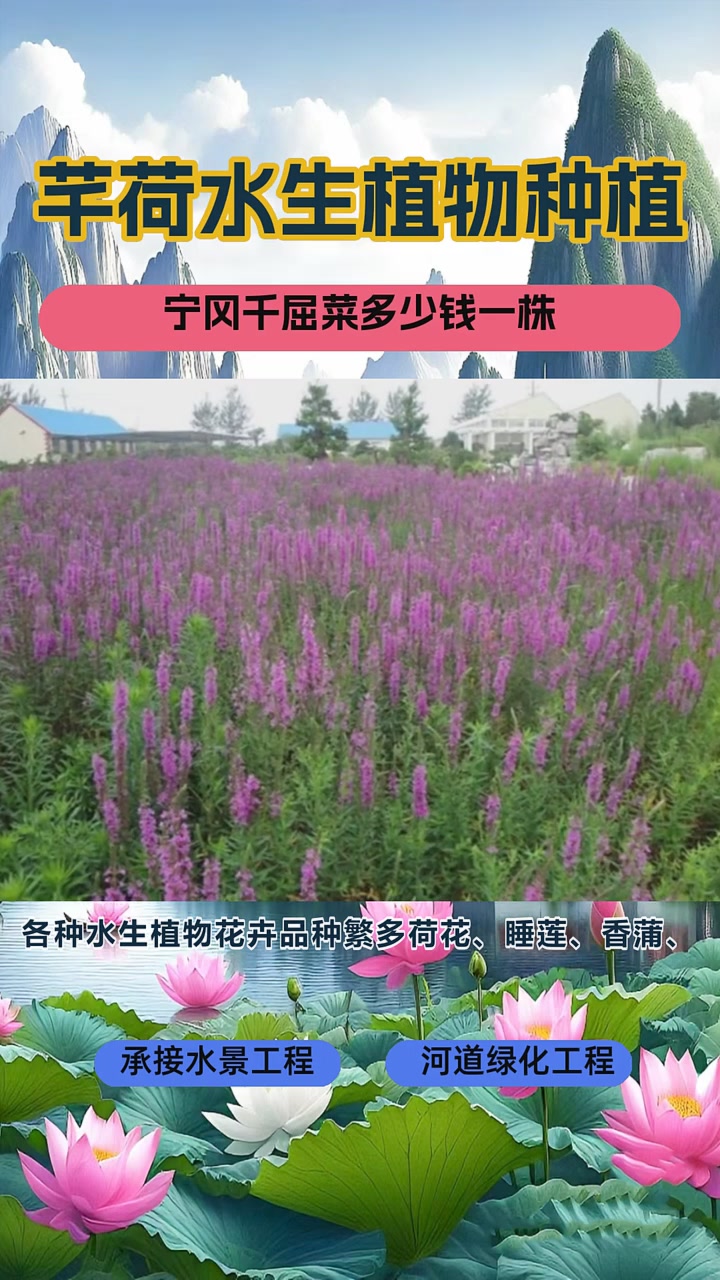 千屈菜价格多少