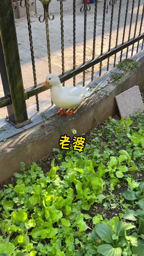 破碎的柯尔鸭。柯尔鸭老婆离家出走了 我的萌宠 小萌宠 柯尔鸭