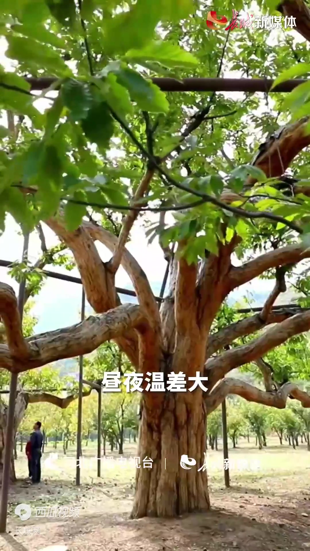 百姓看联播|宽城,相当有实“栗”!