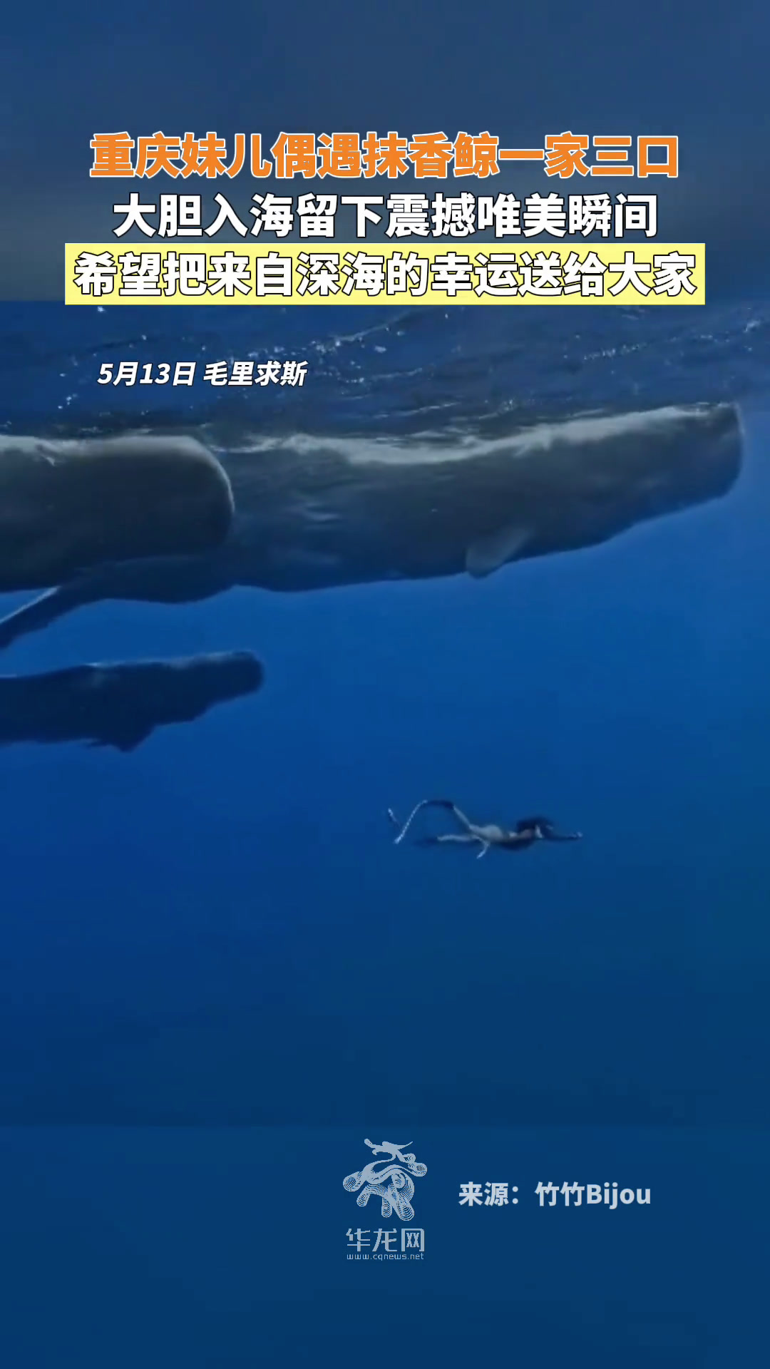 5月13日,毛里求斯。重庆妹儿偶遇抹香鲸一家三口,大胆入海留下震撼唯美瞬间,希望把来自深海