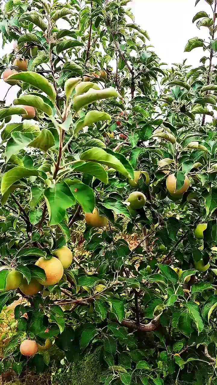我为家乡做代言,大泉山村果园开园了,欢迎大家前来采摘