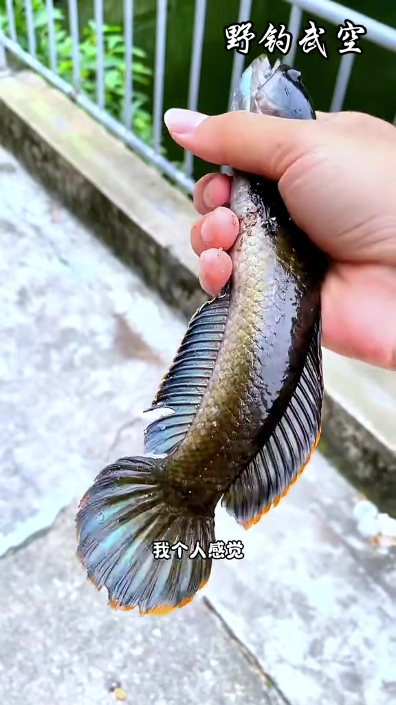又是一条极品发色雷龙,臭水沟资源真好 路亚 路亚雷龙 桑巴鸿光套装 带着影石去钓鱼 野钓武