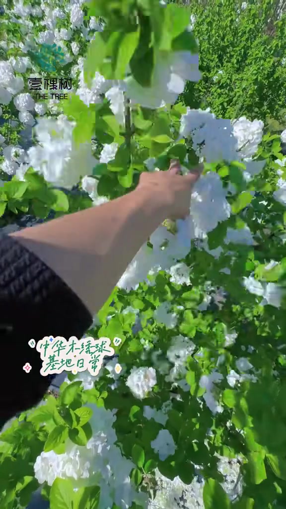 花瓣洒满了一地 本以为一地鸡毛,原来是一地花瓣 中华木绣球 庭院植物 三农 返乡创业 花卉