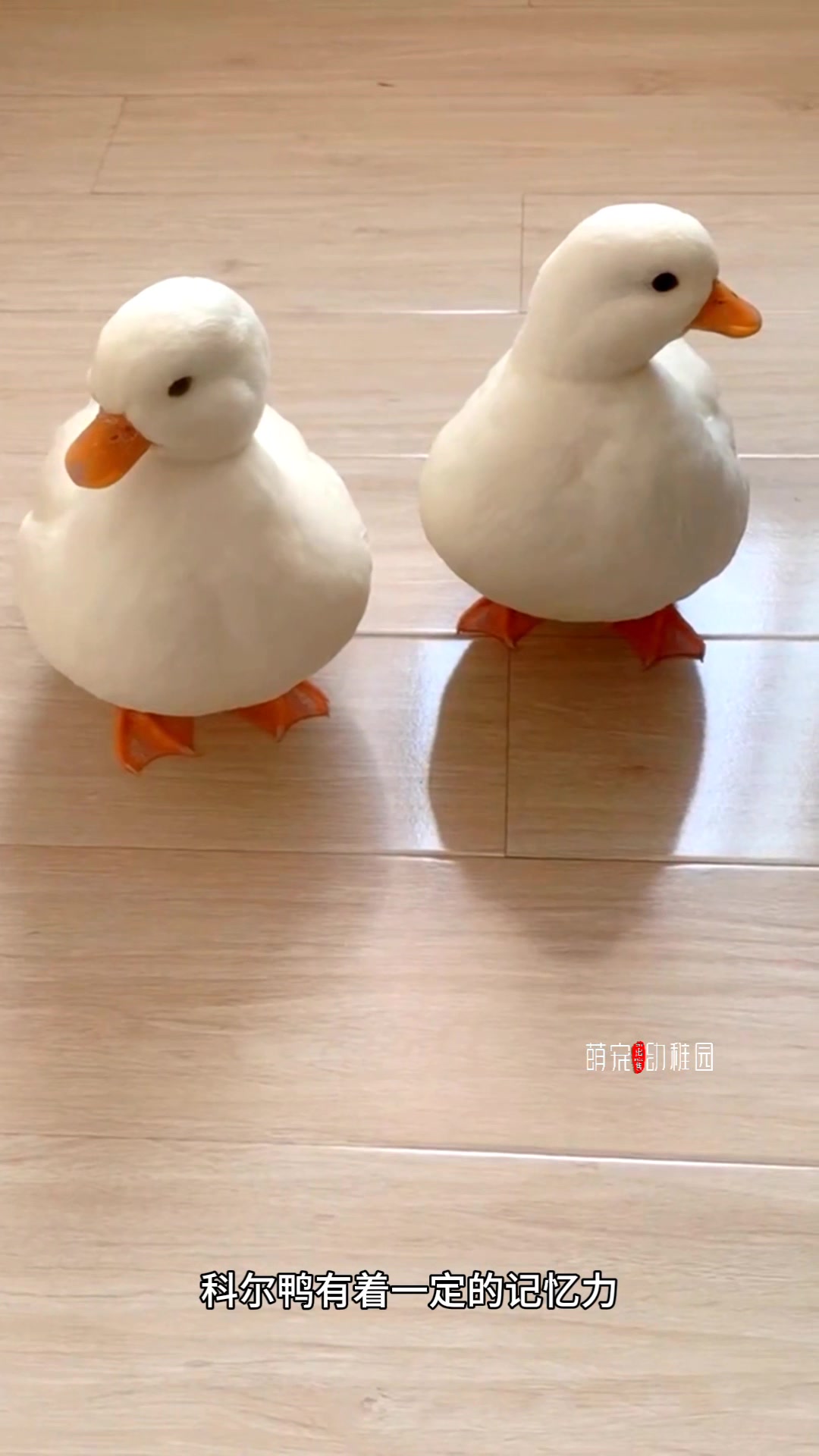 呆萌可爱的网红柯尔鸭喂养技巧