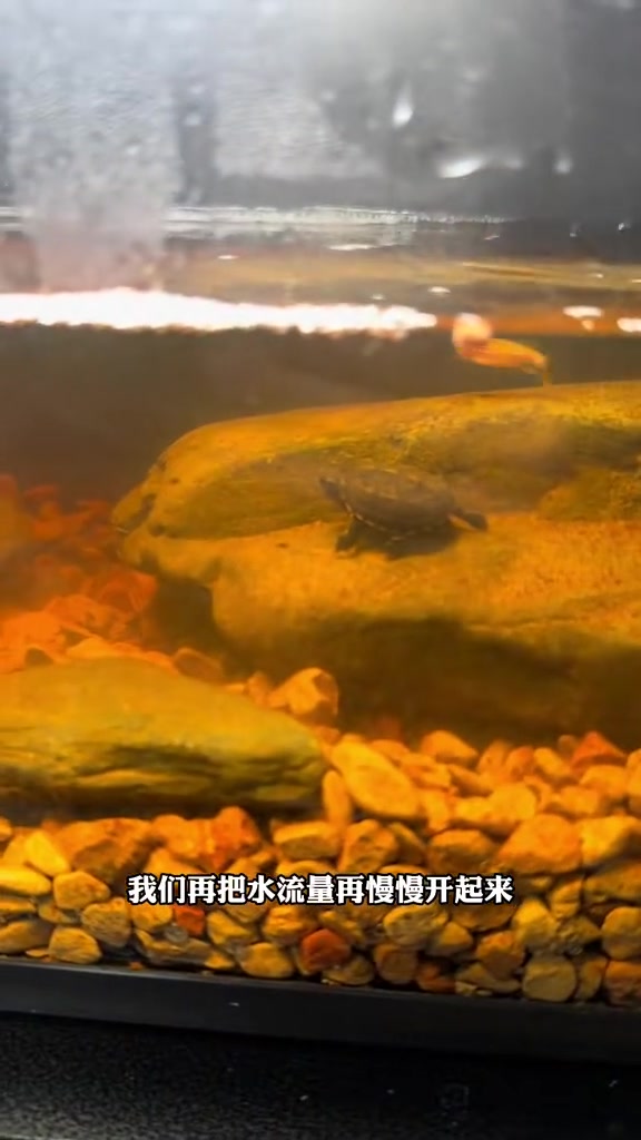 小米鱼缸饲养果核泥龟 乌龟 爬宠 龟缸 果核泥龟 蛋龟