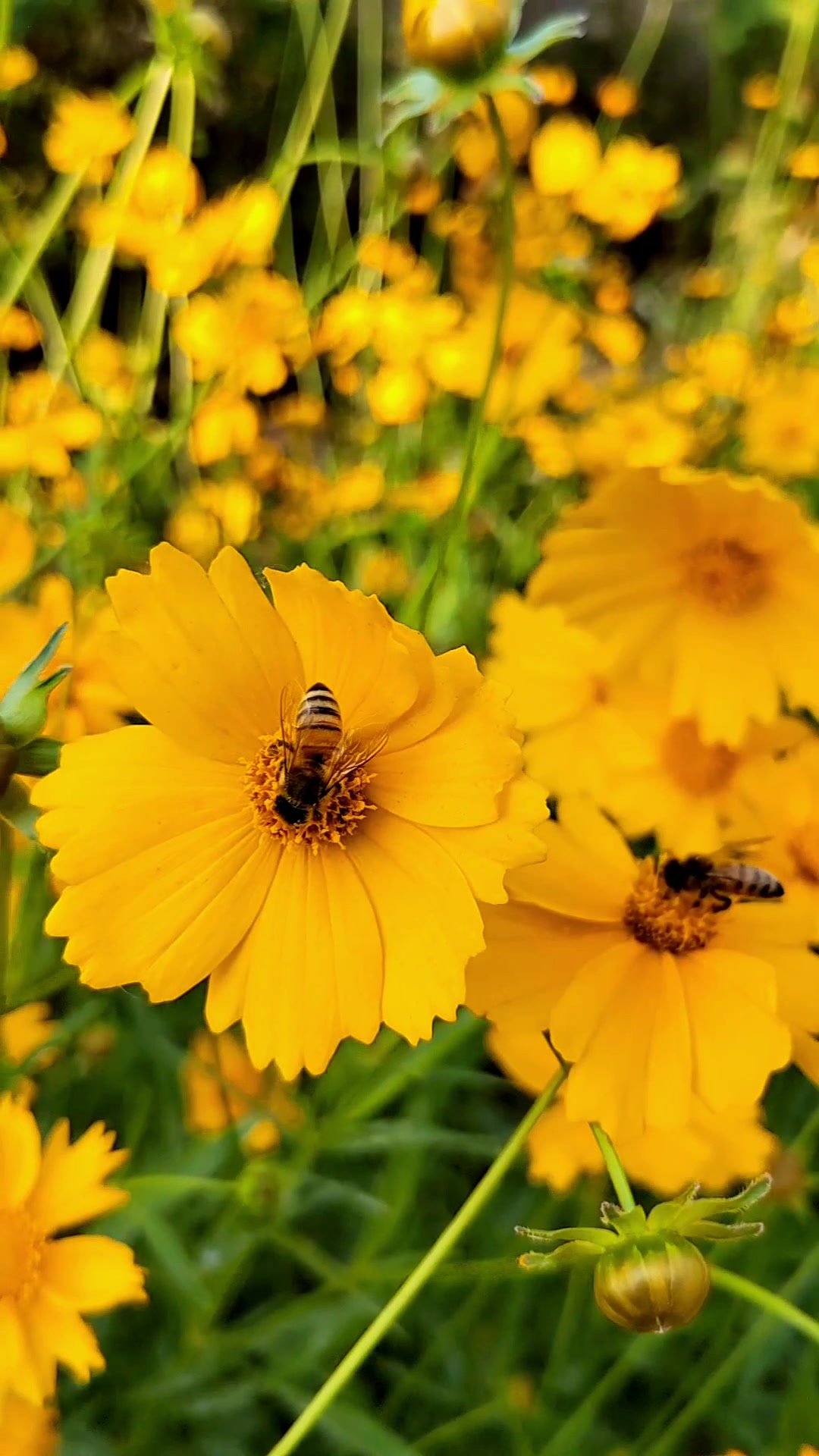 风中的告白*金鸡菊的夏天