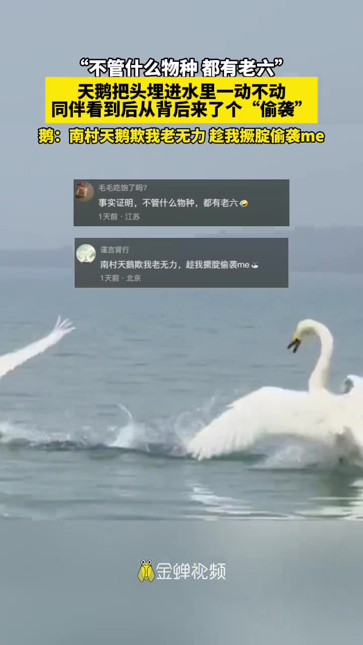 “不管什么物种 都有老六”天鹅把头埋进水里一动不动同伴看到后从背后来了个“偷袭”鹅:南村天