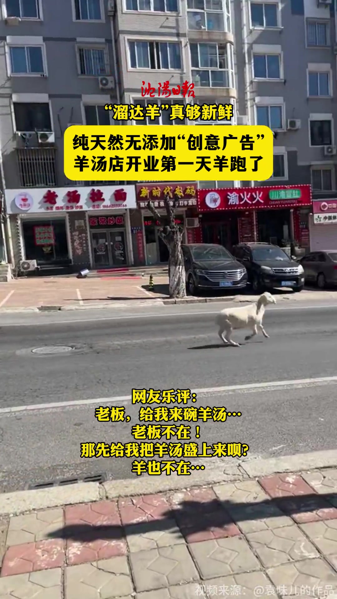 纯天然无添加“创意广告”羊汤店开业第一天羊跑了“溜达羊”真够新鲜