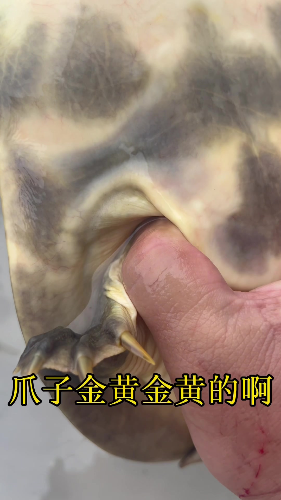 小甲鱼5年不到2斤,秒懂甲鱼小知识!