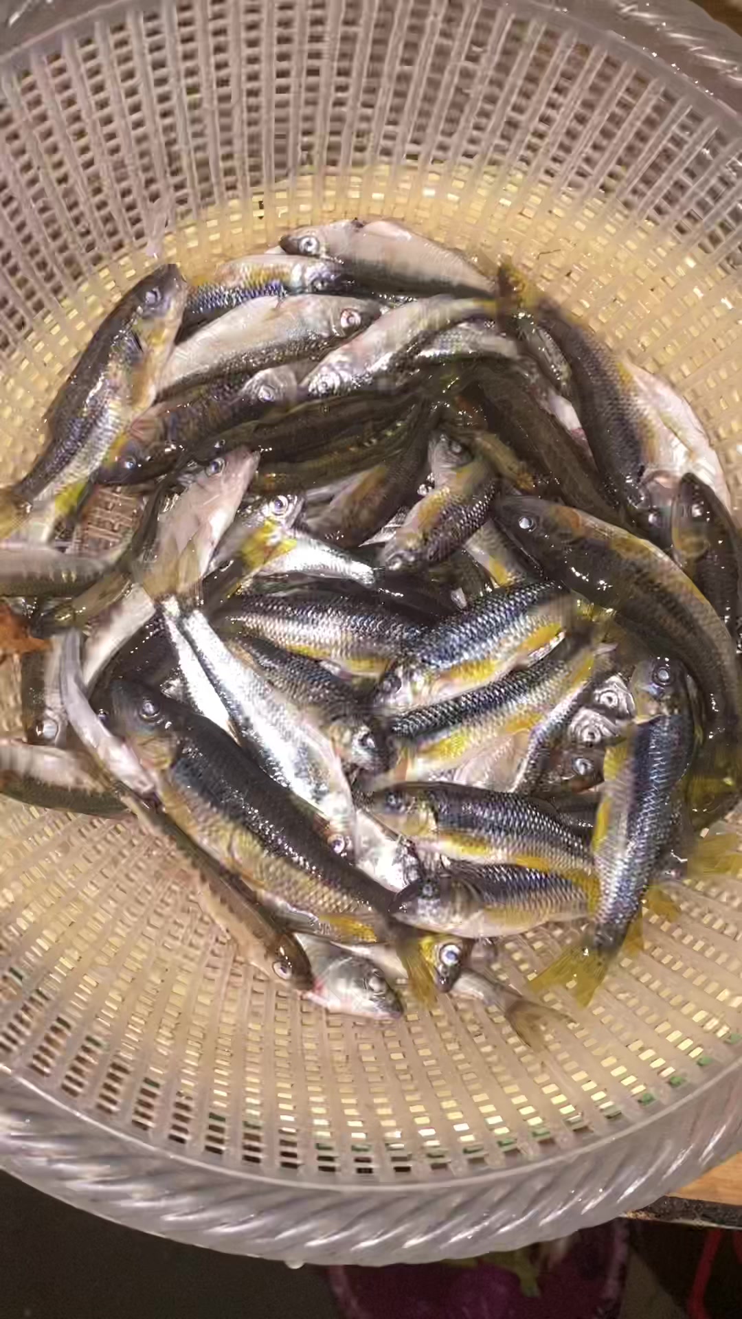 这种看着不起眼的小溪鱼,做成鱼干价值120块一斤,下酒必备