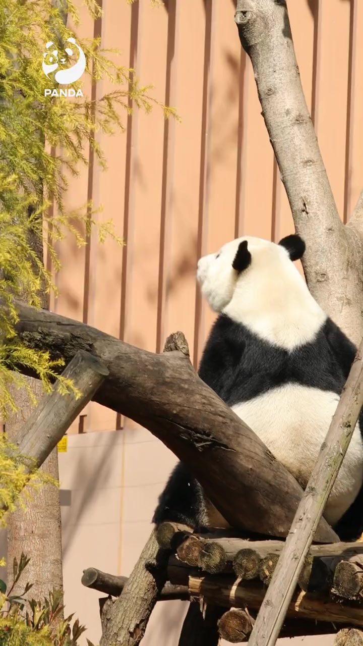 世界因多样而精彩 今天是 国际生物多样性日,让我们一起守护这多彩的世界。保护生物多样性 熊