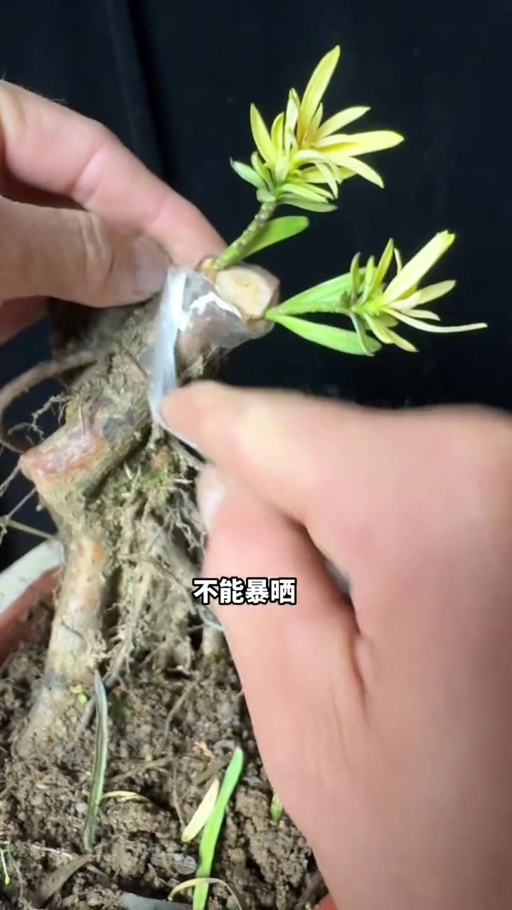 罗汉松嫁接方法技术教程
