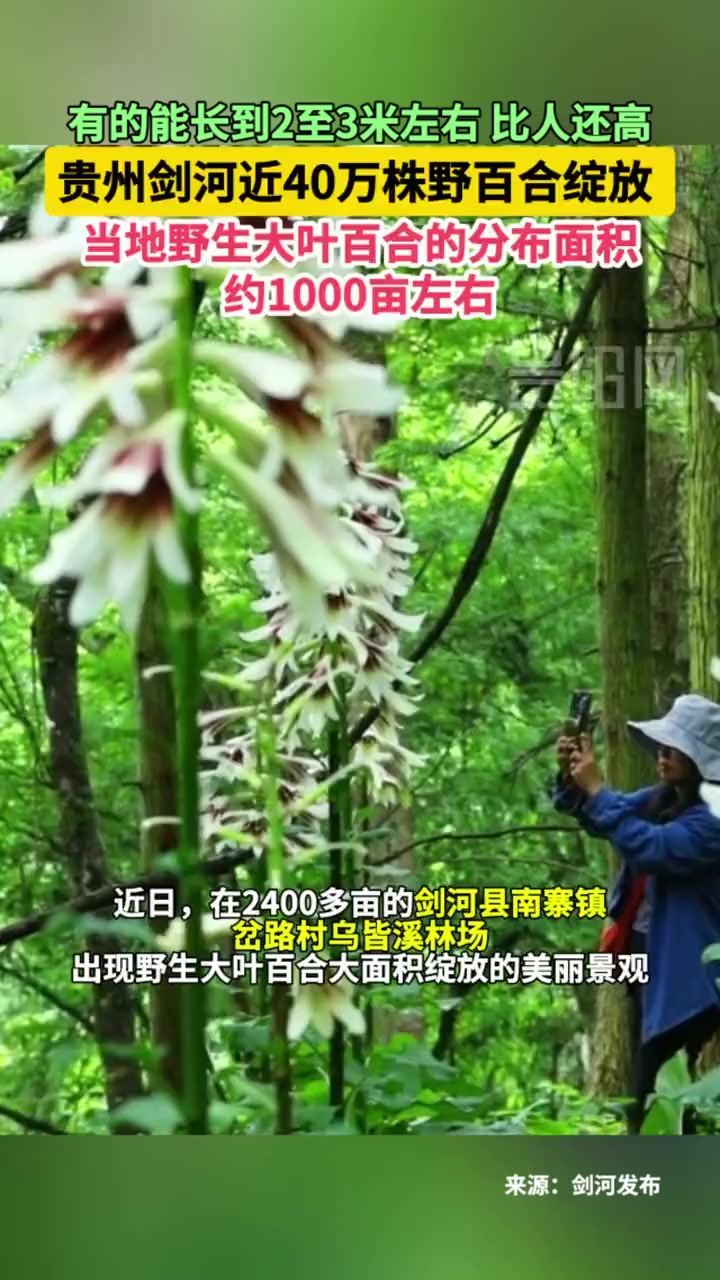 贵州剑河近40万株野百合绽放!目前,当地野生大叶百合的分布面积约1000亩左右!
